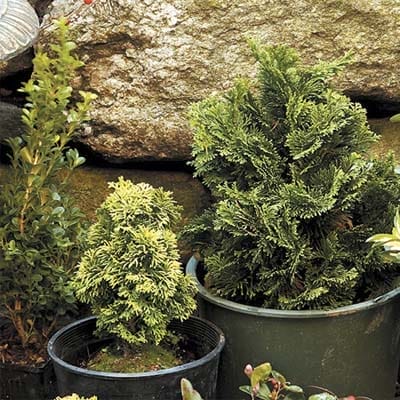 Potted cold weather plants by a rock