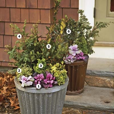 Potted cold weather plants on a set of stairs.