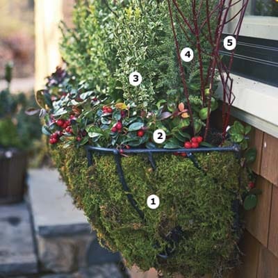 A hanging cold weather plant