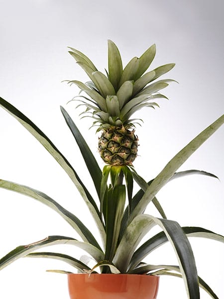 A pineapple plant growing from kitchen scraps.