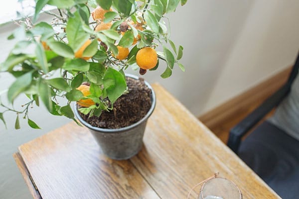 Oranges growing from kitchen scraps.