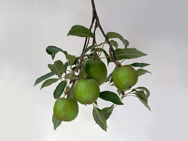 An apple tree growing from kitchen scraps.