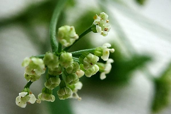 A celery stalk, which can be grown from scraps.