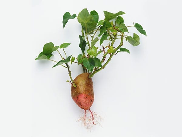 A potato growing from kitchen scraps.