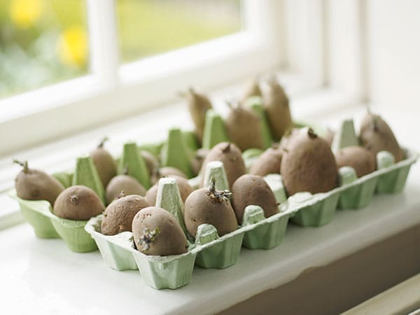 Vegetables growing from kitchen scraps on a window sill.