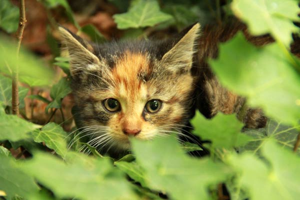a cat looking through the bushes