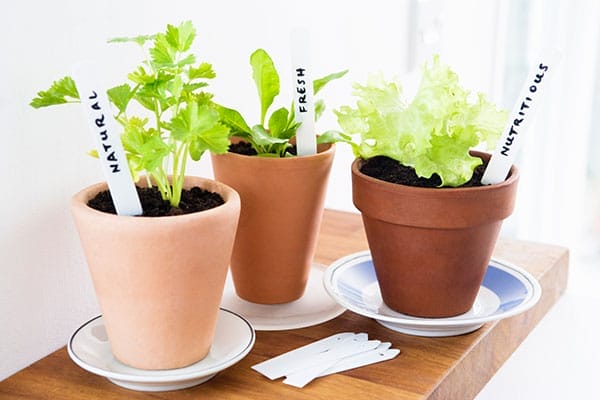A set of three pots growing plants from kitchen scraps.