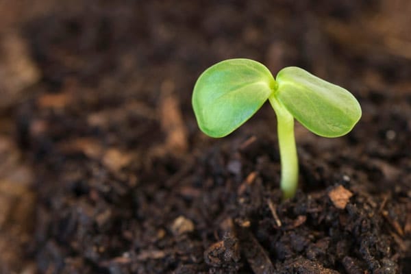 a small plant growing in a windowsill planter made from a gutter