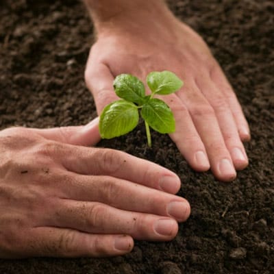 A plant seedling being transplanted