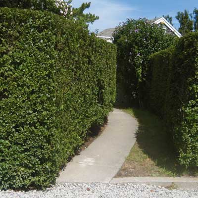 A well trimmed and maintained privet hedge.