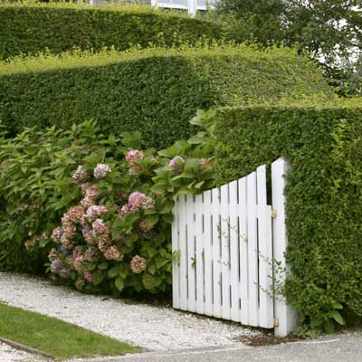 A thick privet hedge with white fencing and flowering bushes near it.