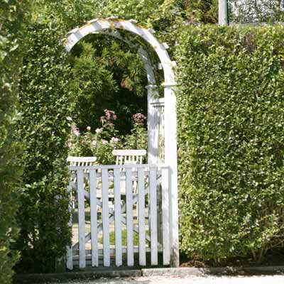 A white garden gate in the middle of privet hedge.