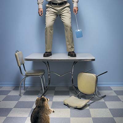 A man standing on a table facing a raccoon.