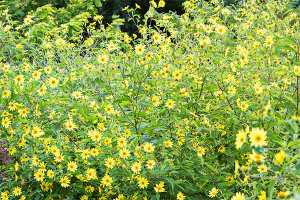A set of perennial sunflowers in bloom
