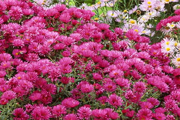 A group of aster perennials