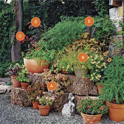 Several potted plants on display.