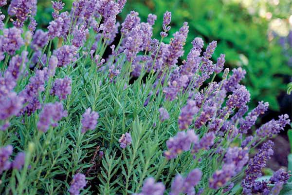 A set of lavender perennials