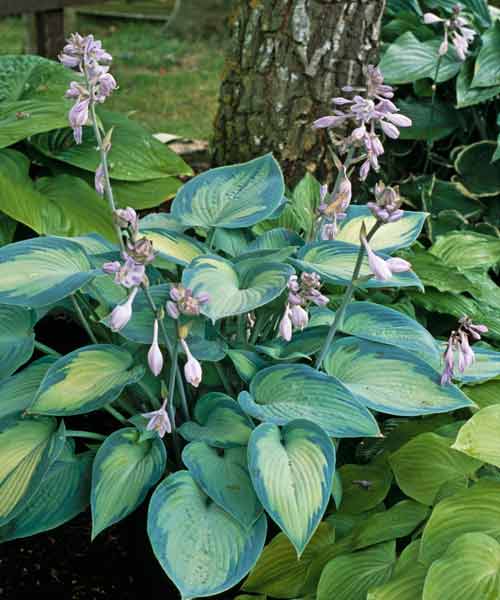 A set of hosta perennials