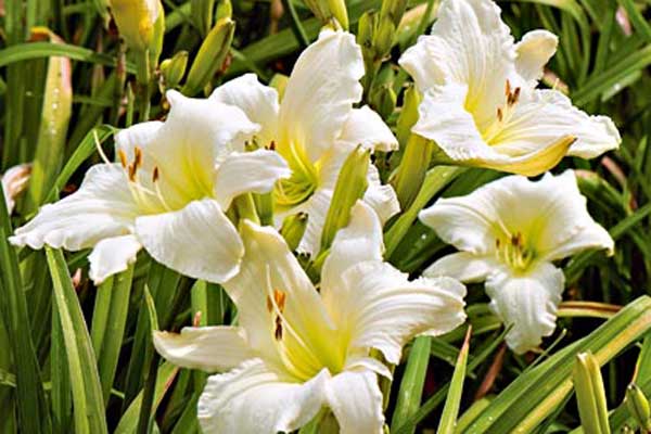 A set of daylily perennial flowers