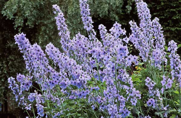 Perennial Delphinium flowers