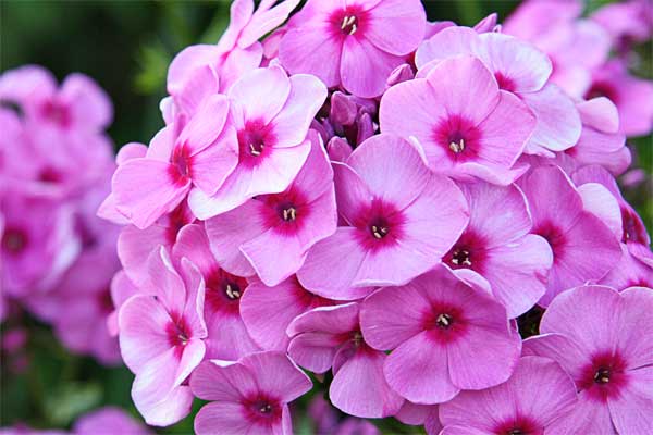 Phlox perennial flowers