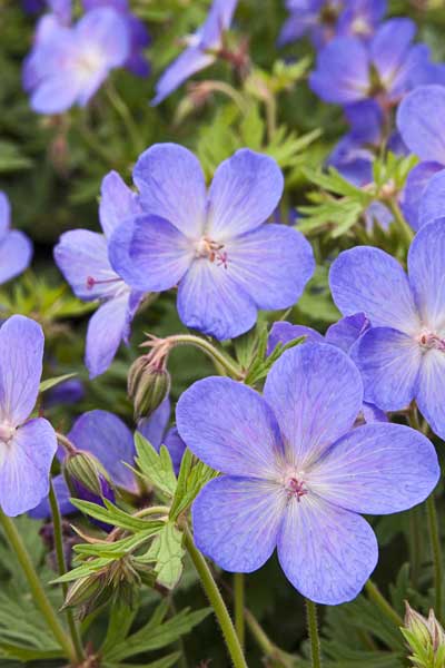 Cransebill perennial flowers