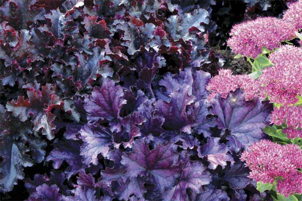 A group of coral bell perennials