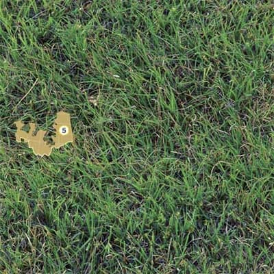Image of buffalo grass, good for climate zone 5