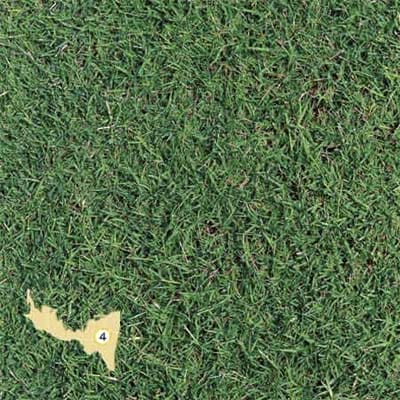 Image of bermuda grass, good for climate zone 4