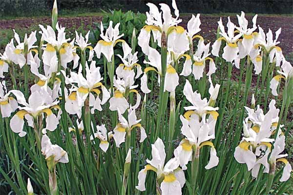 Siberian Iris Perennial plants