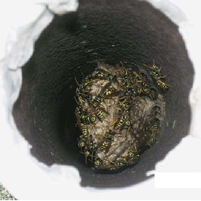 Wasp nest clogging plumbing vent stack on roof discovered during inspection.