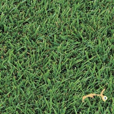 Image of st. augustine grass, good for climate zone 3