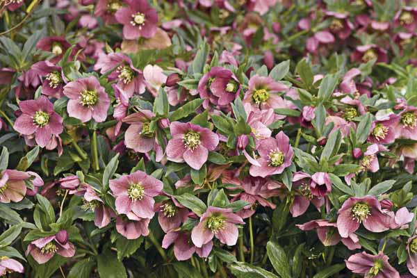 a set of Hellebore flowers