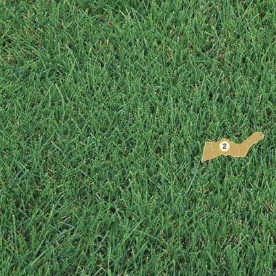 Image of zoysia grass, good for climate zone 2