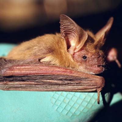 Northern Long-Eared bat.