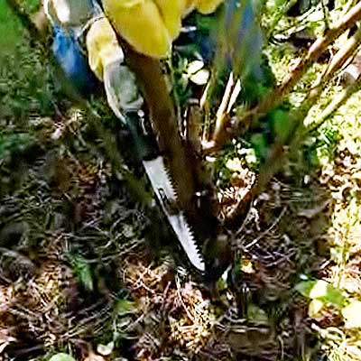 Pruning a rosebush