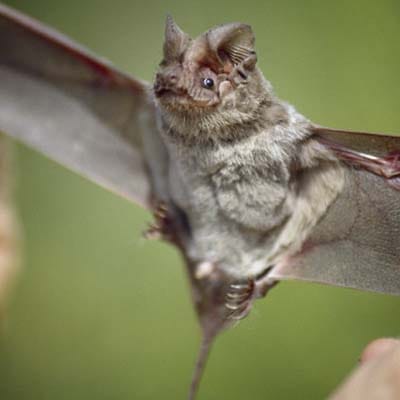 Brazilian Free-Tailed bat.