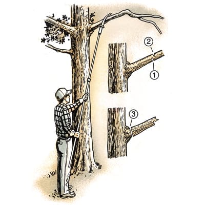 Illustration of person cutting off the limb of a tree