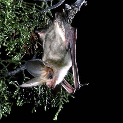 Pallid bat hanging upside down.