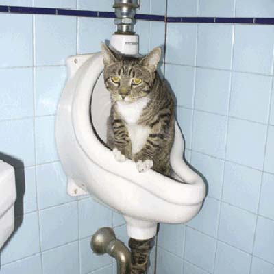 Cat sitting inside bathroom urinal at rectory during inspection.