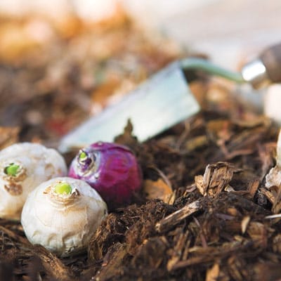 Bulbs on the ground