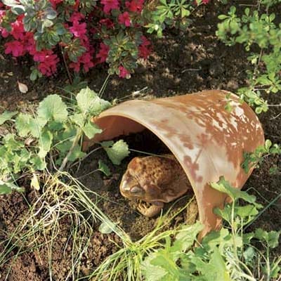 A toad in a garden