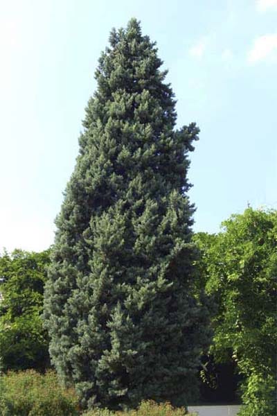 Smooth Cypress