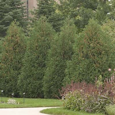 Techny Arborvitae