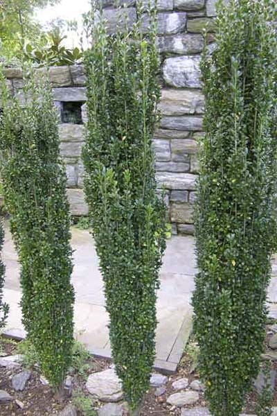 Japanese Holly