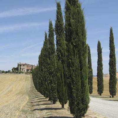 Italian Cypress