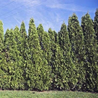 Leyland Cypress