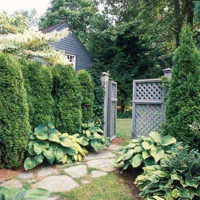 An evergreen privacy screen.