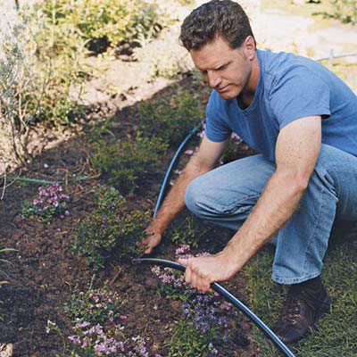 Man installing targeted drip irrigation system.