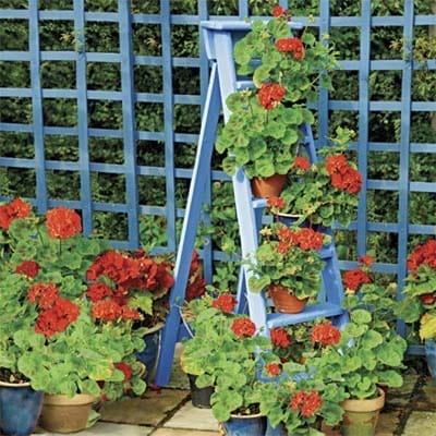Red flowers on a ladder plant stand